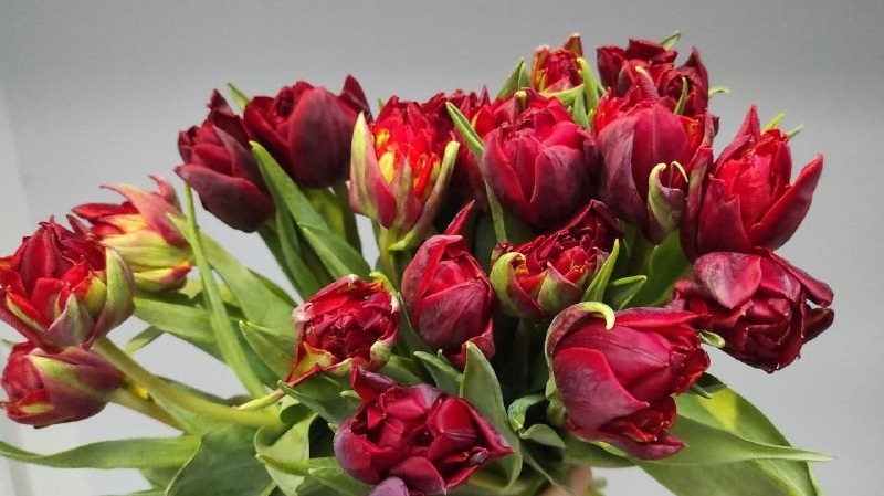 Пионовидный тюльпан Verona Love